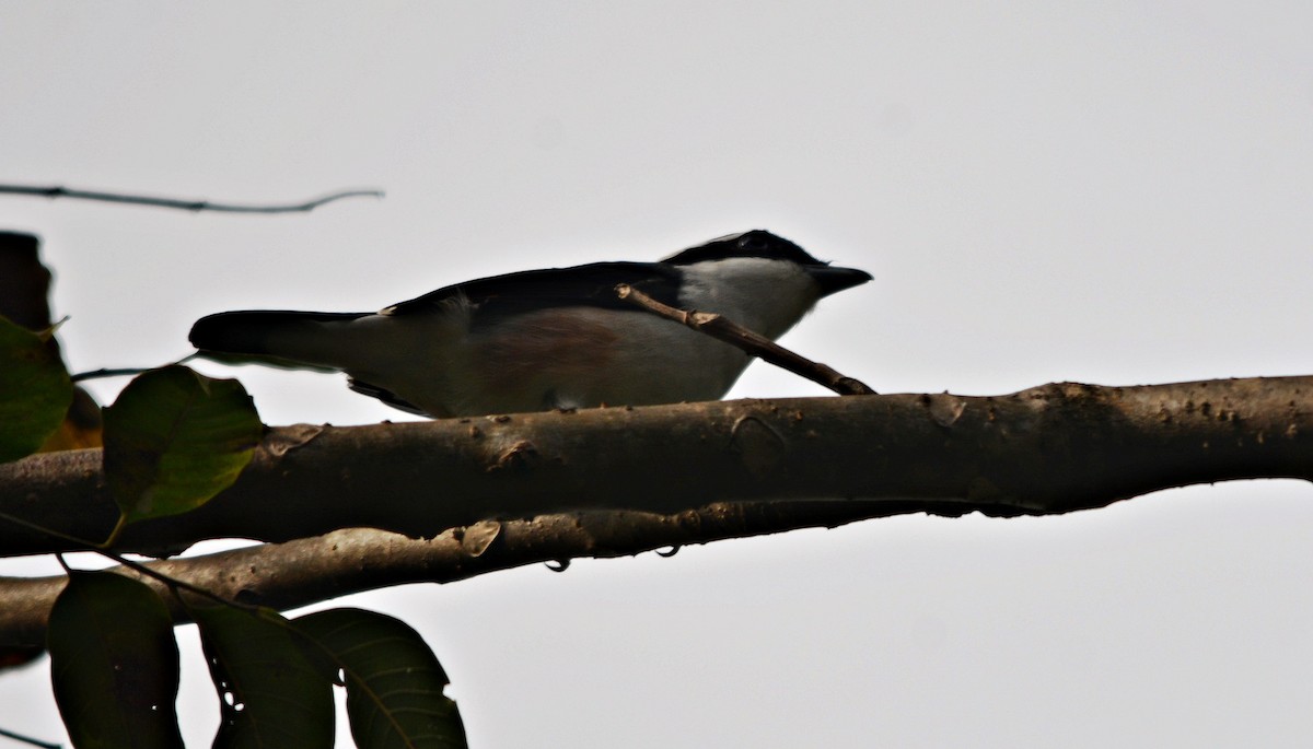White-browed Shrike-Babbler - ML645487084