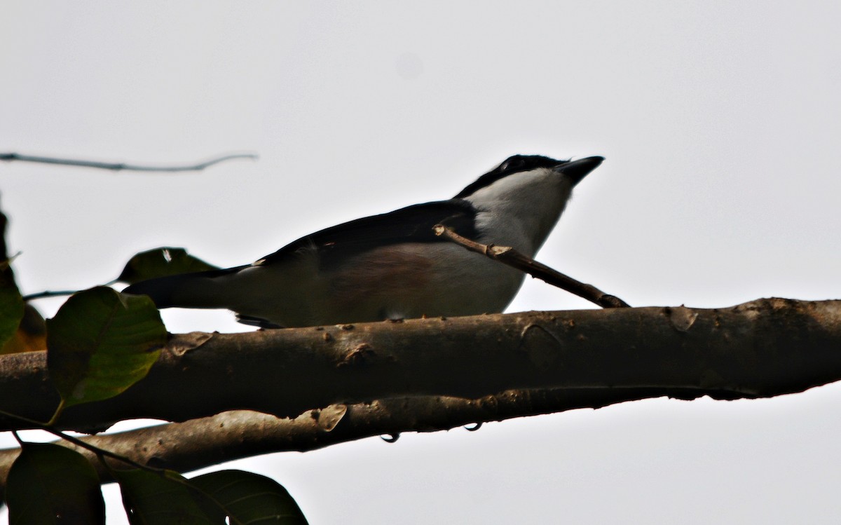 White-browed Shrike-Babbler - ML645487085