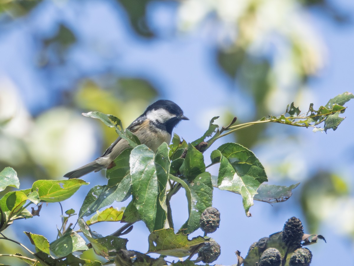 Coal Tit - ML645487090