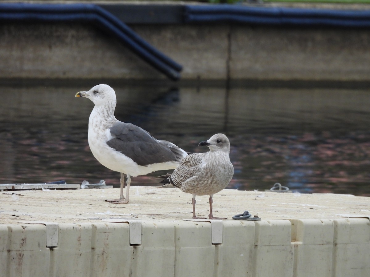 Zafferano - ML645487092