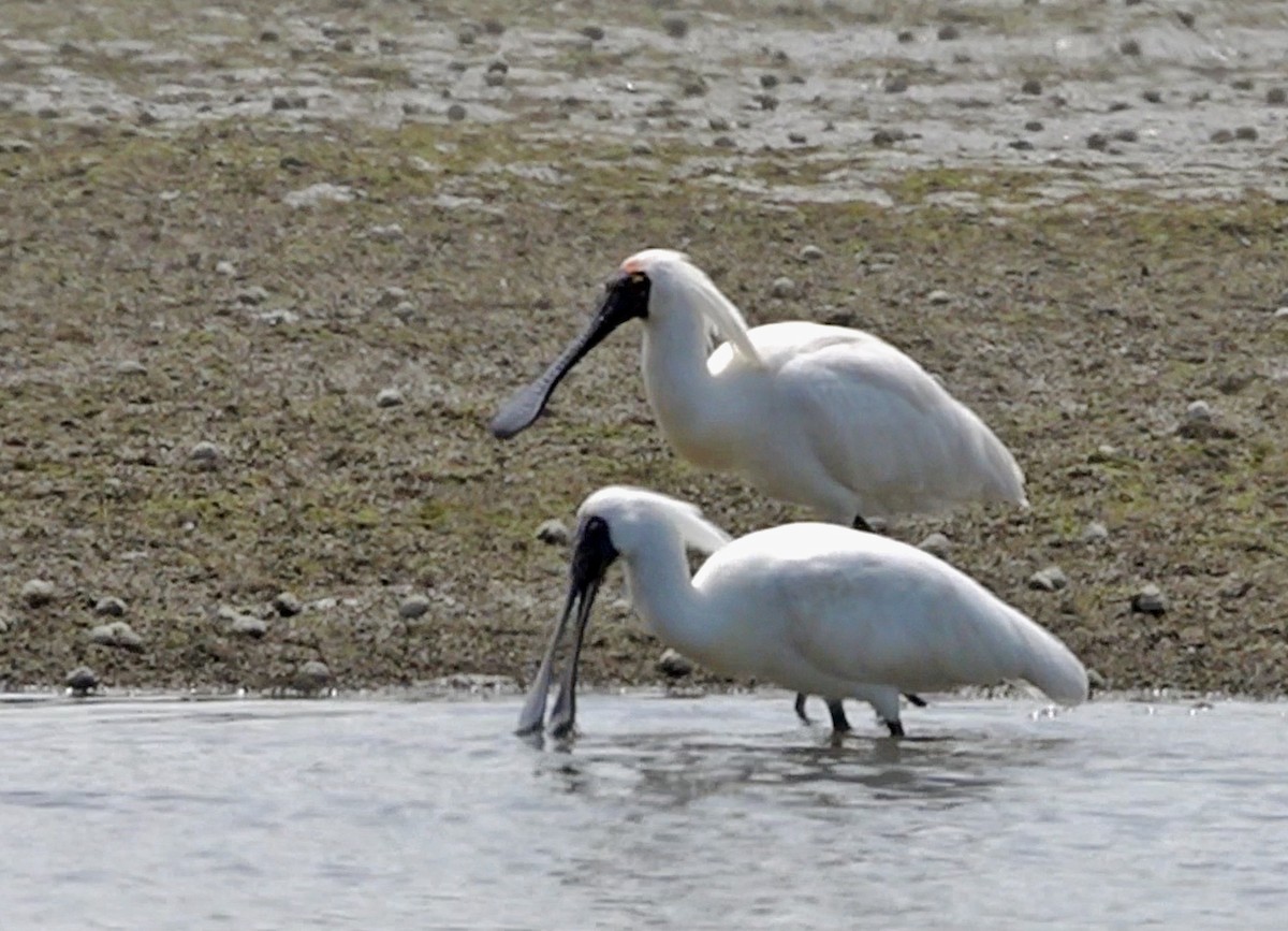 Royal Spoonbill - ML645487097