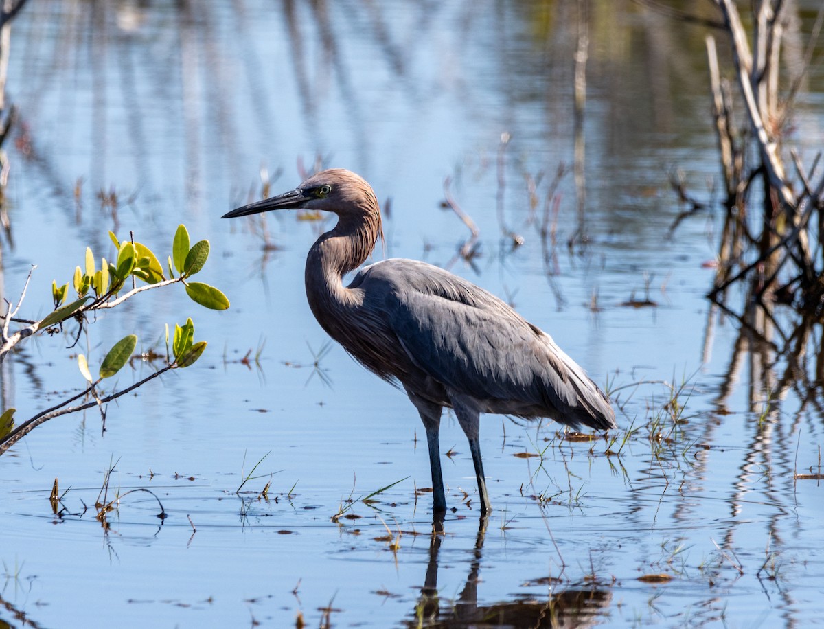 Reddish Egret - ML645487131