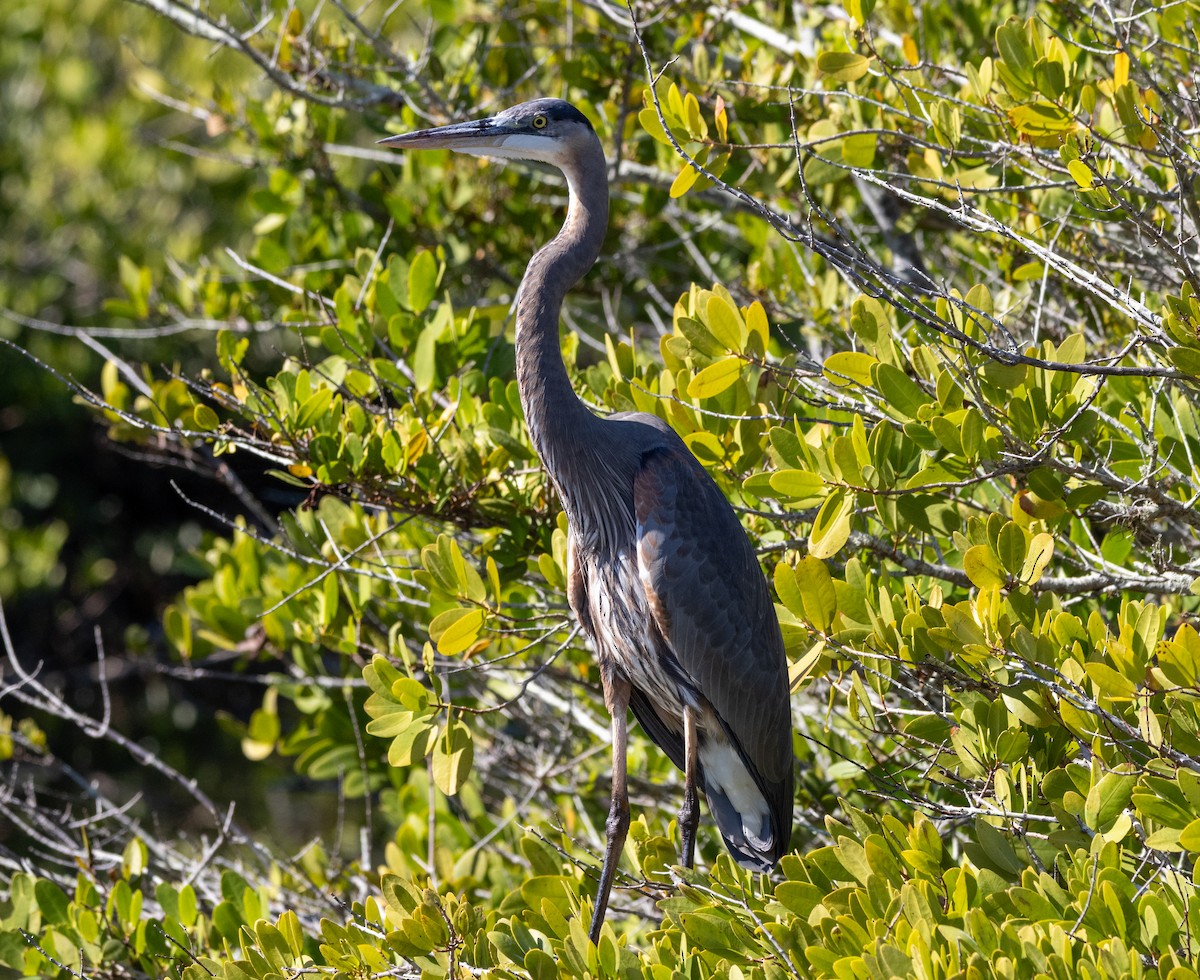 Great Blue Heron - ML645487152