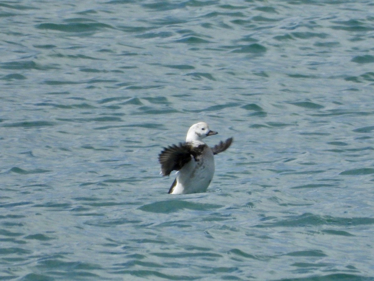 Long-tailed Duck - ML645487158