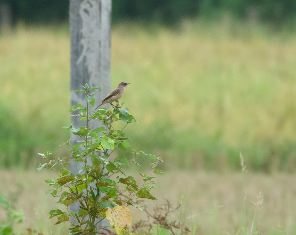 Amur Stonechat - ML645487169