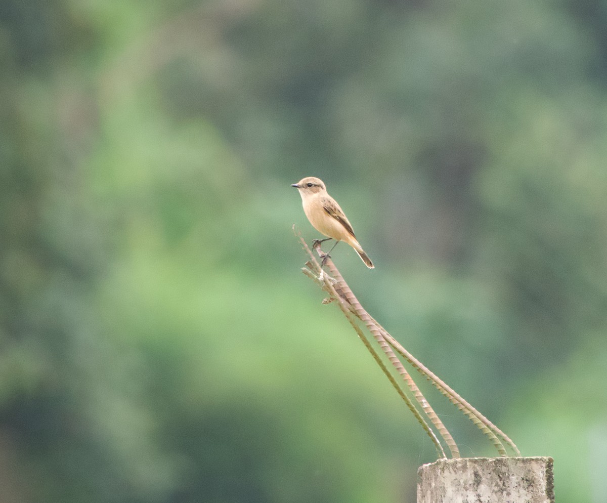 Amur Stonechat - ML645487171