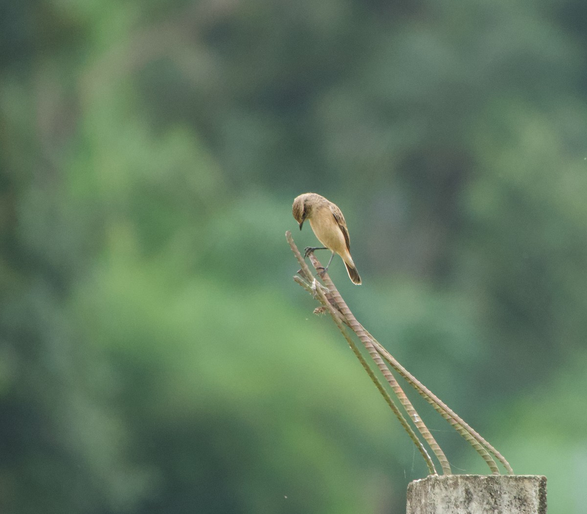 Amur Stonechat - ML645487172