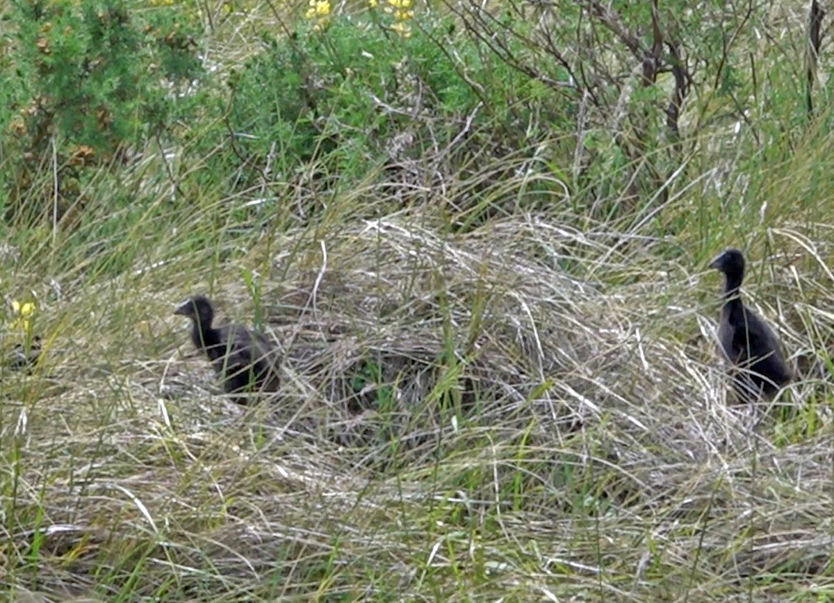 Australasian Swamphen - ML645487176