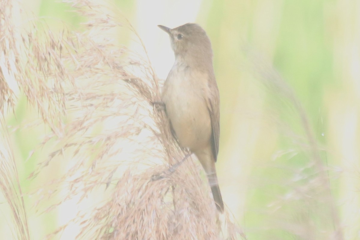 Australian Reed Warbler - ML645487198
