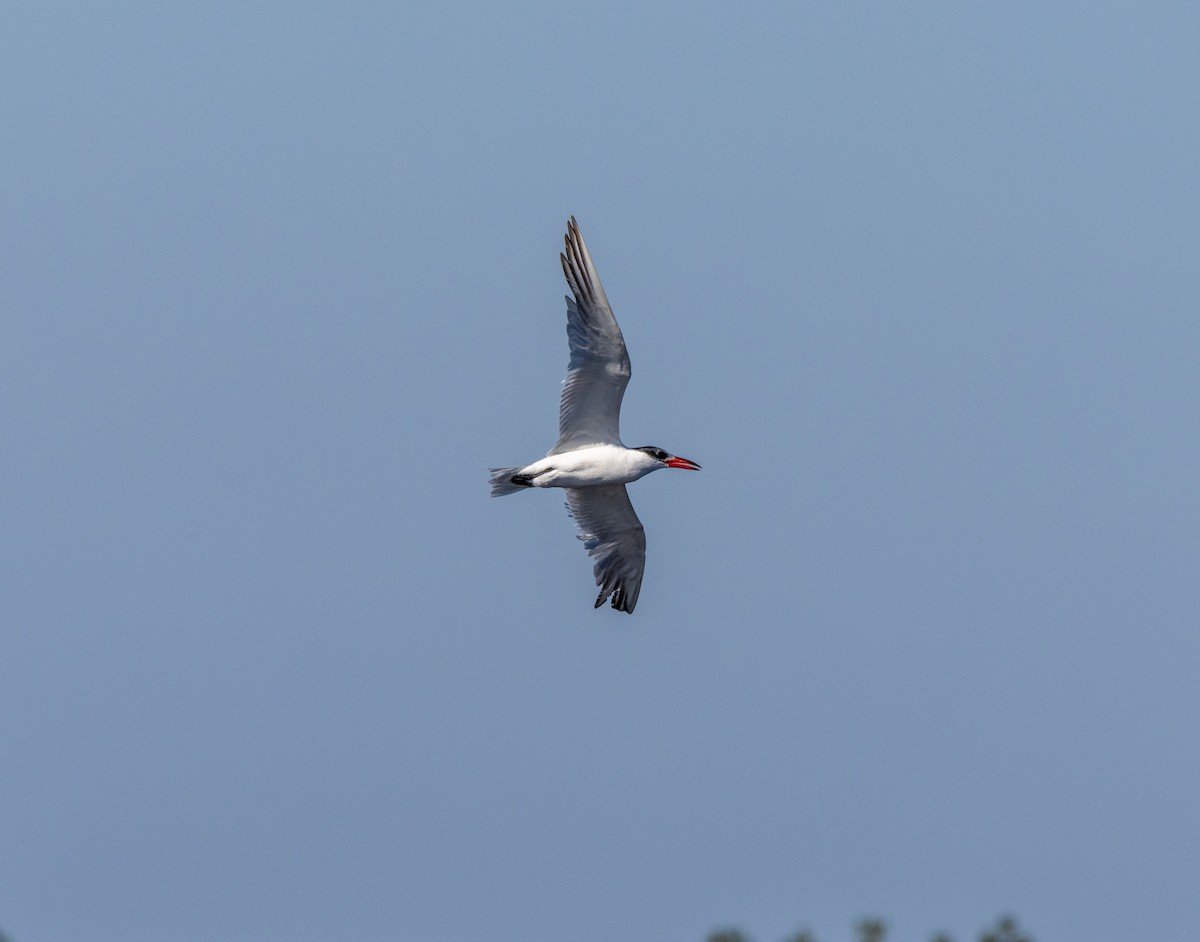 Caspian Tern - ML645487212