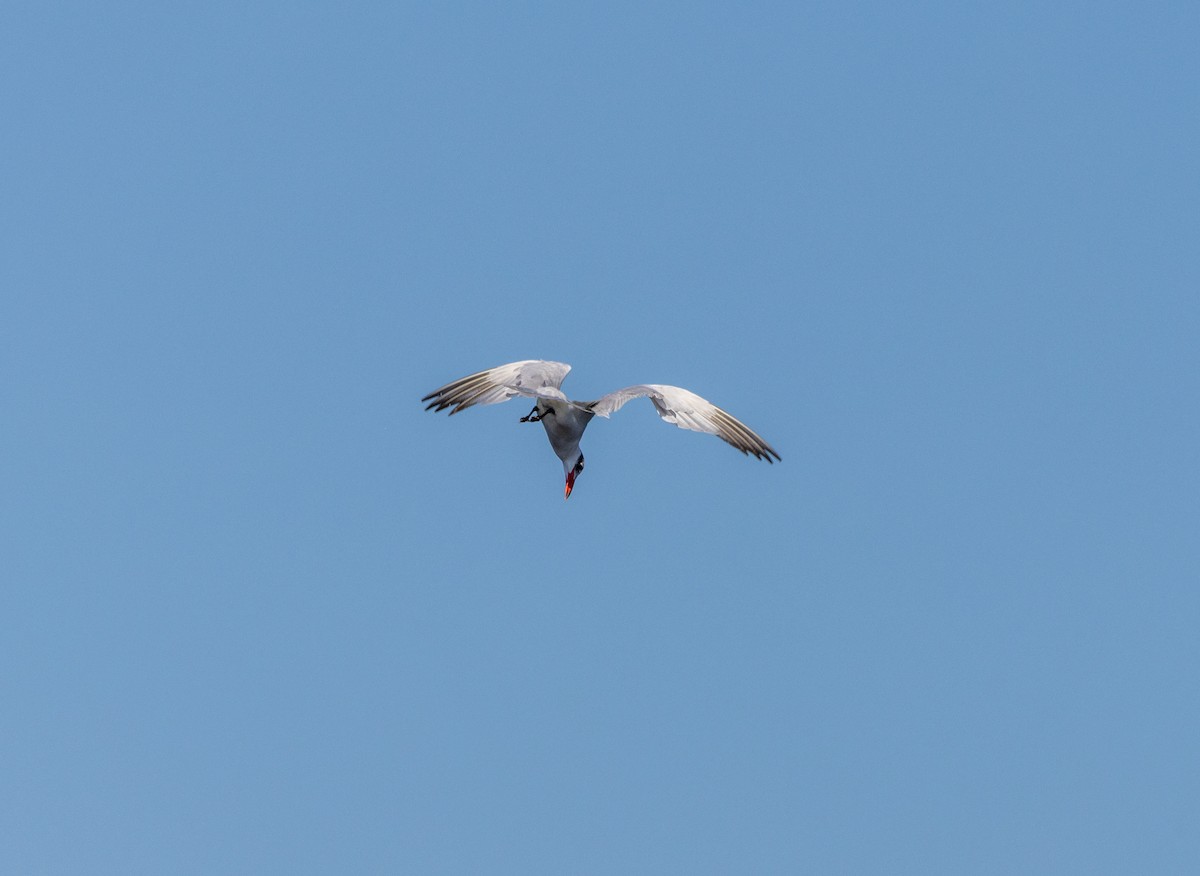 Caspian Tern - ML645487213