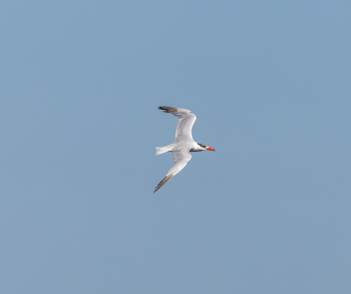 Caspian Tern - ML645487214
