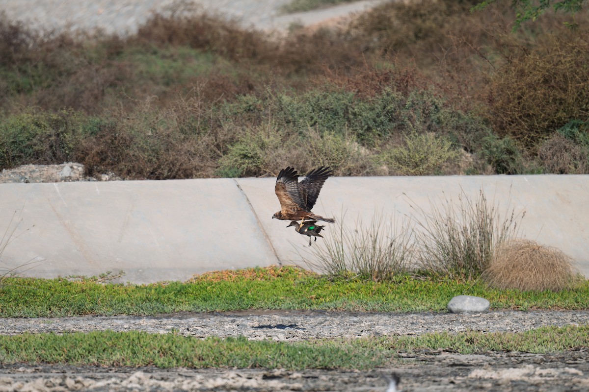 Western Marsh Harrier - ML645487215
