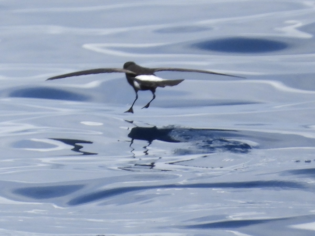 Wilson's Storm-Petrel - ML645487225