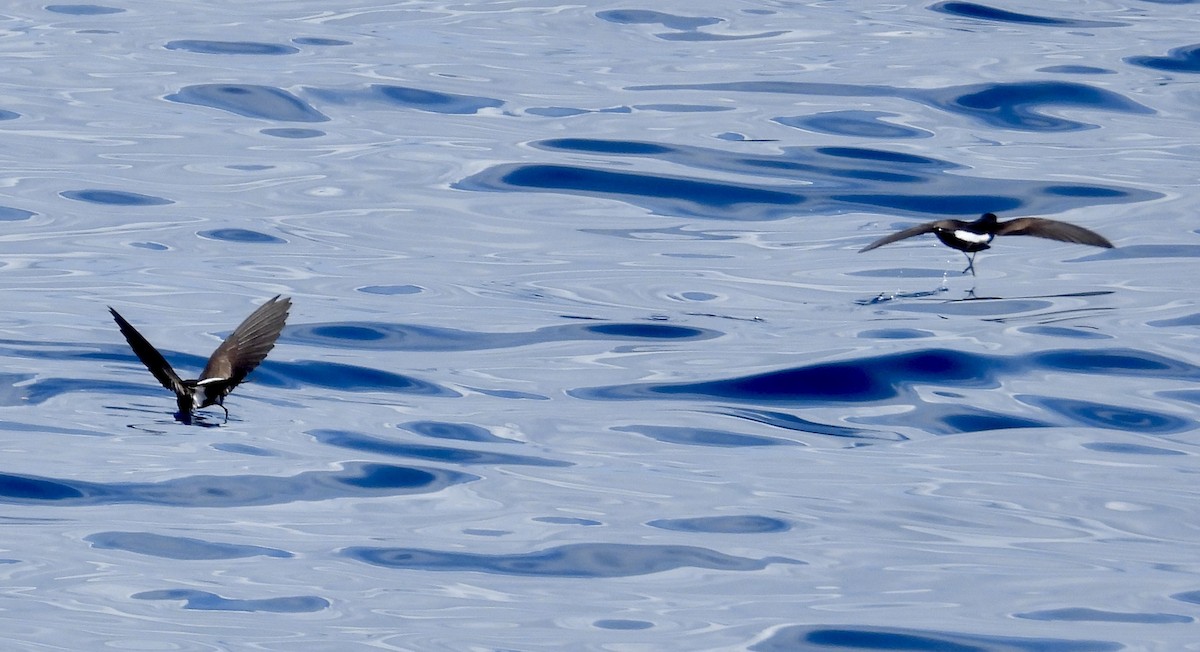 Wilson's Storm-Petrel - ML645487226