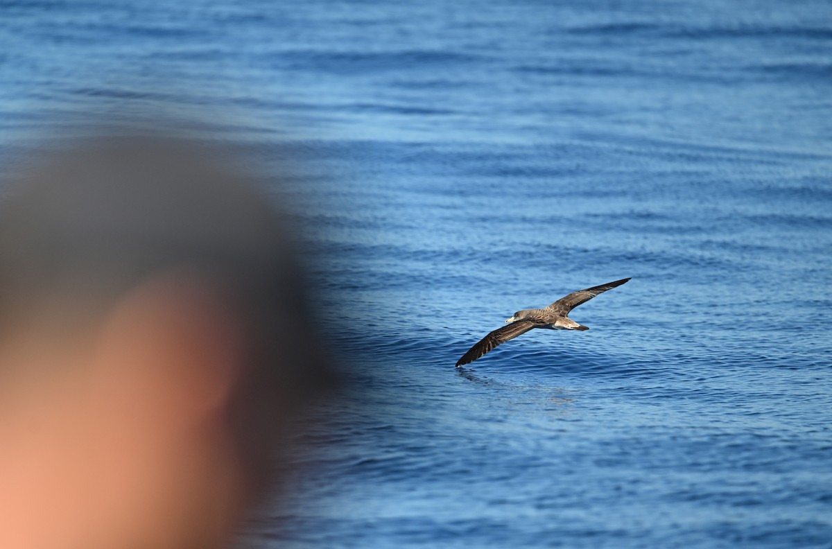Cory's Shearwater - ML645487233