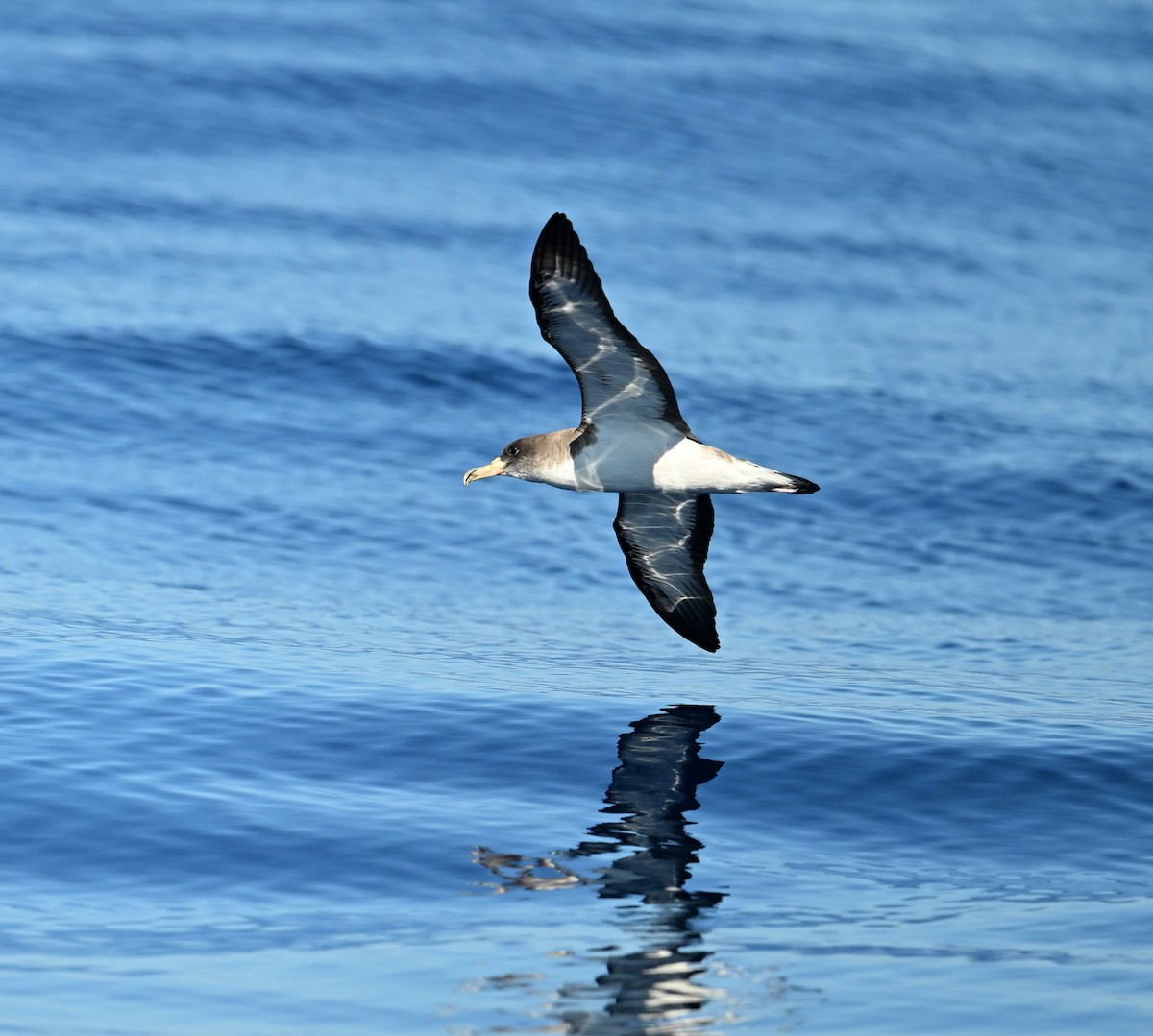 Cory's Shearwater - ML645487234