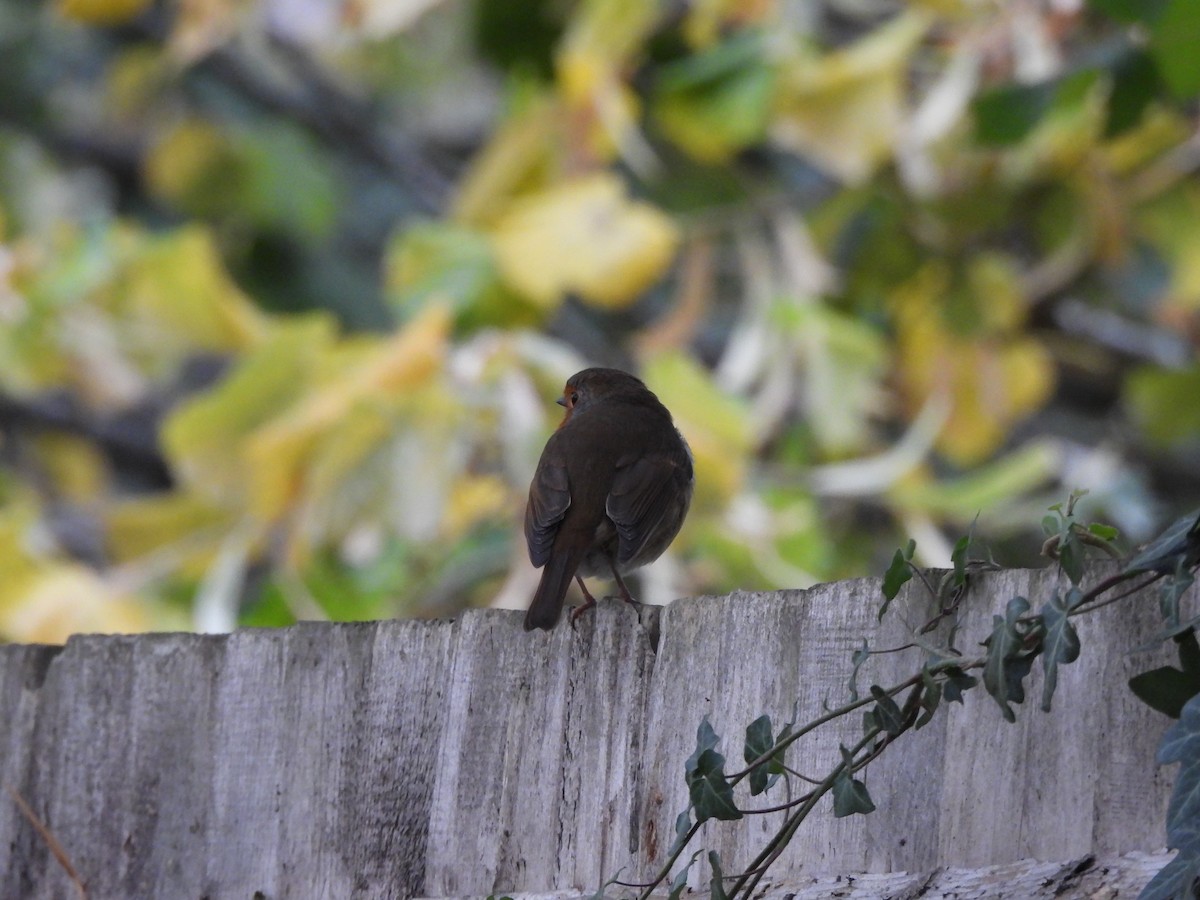 červenka obecná - ML645487235