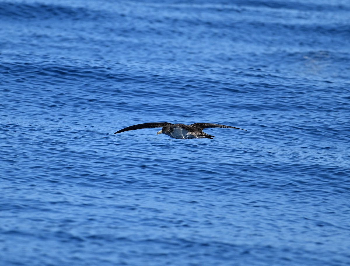 Cory's Shearwater - ML645487236
