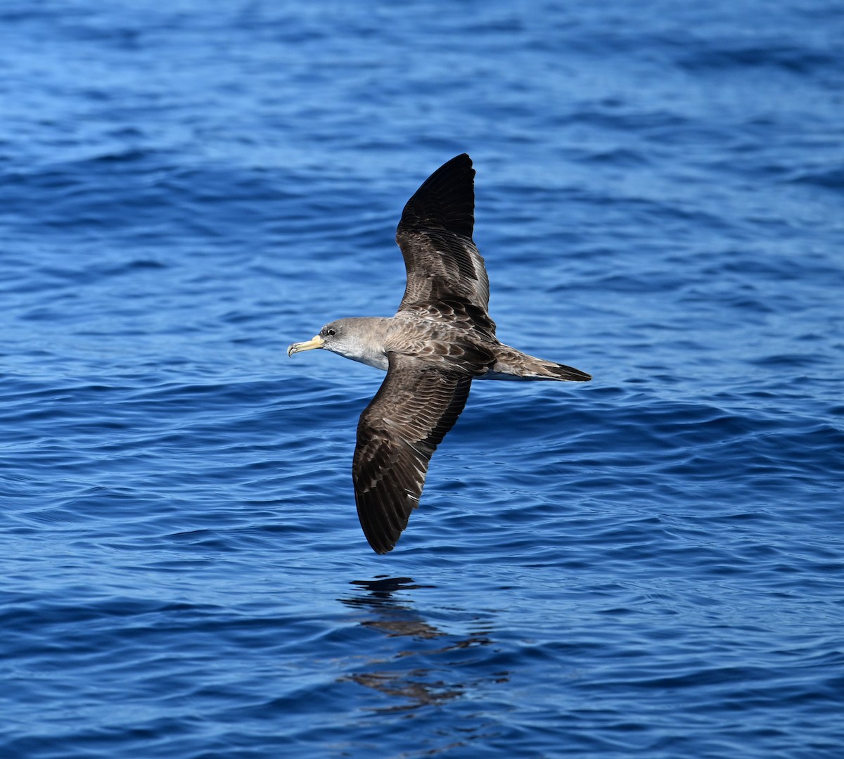 Cory's Shearwater - ML645487238
