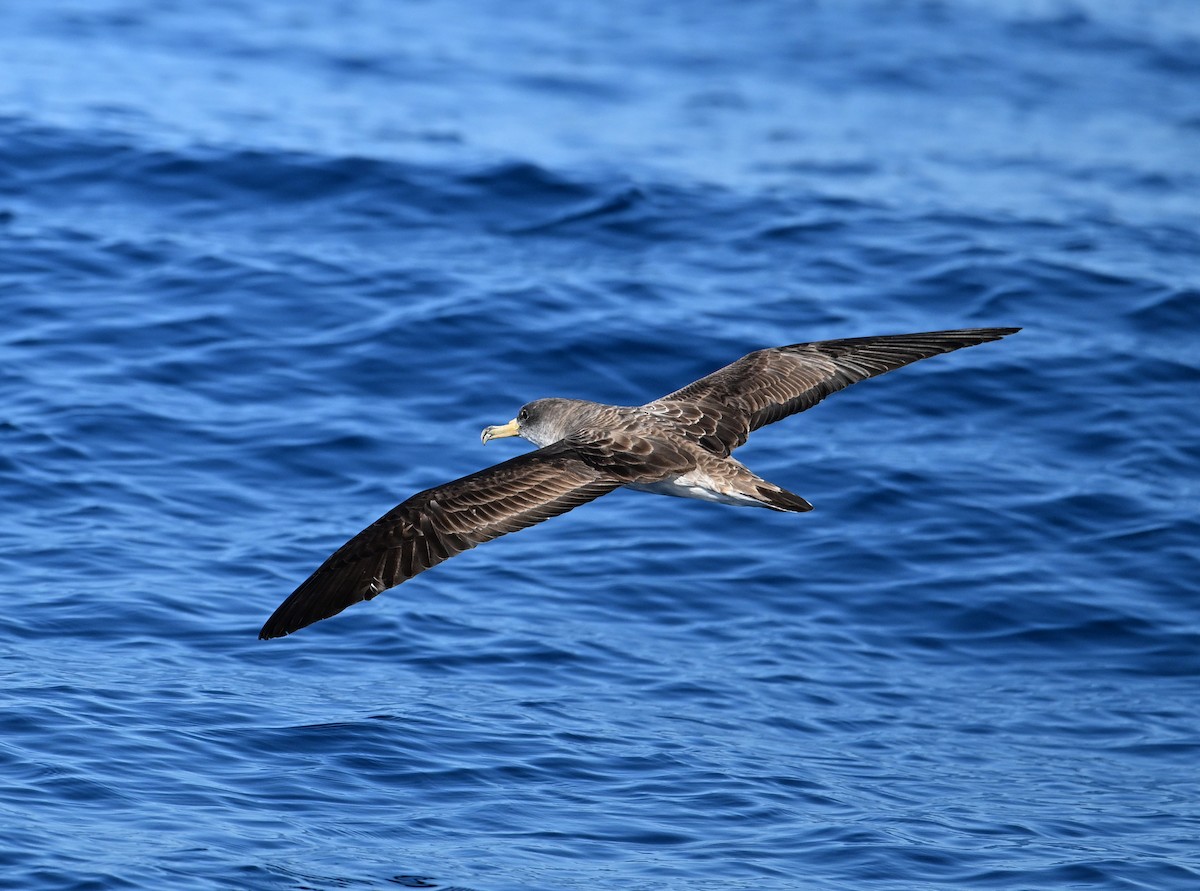Cory's Shearwater - ML645487239