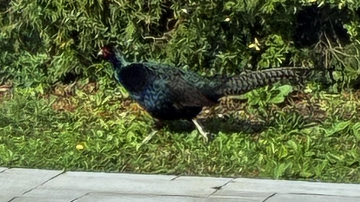 grønnfasan - ML645487243