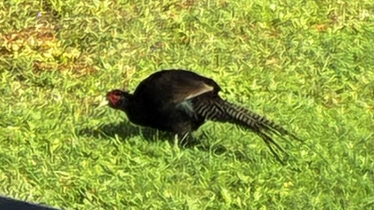 grønnfasan - ML645487244