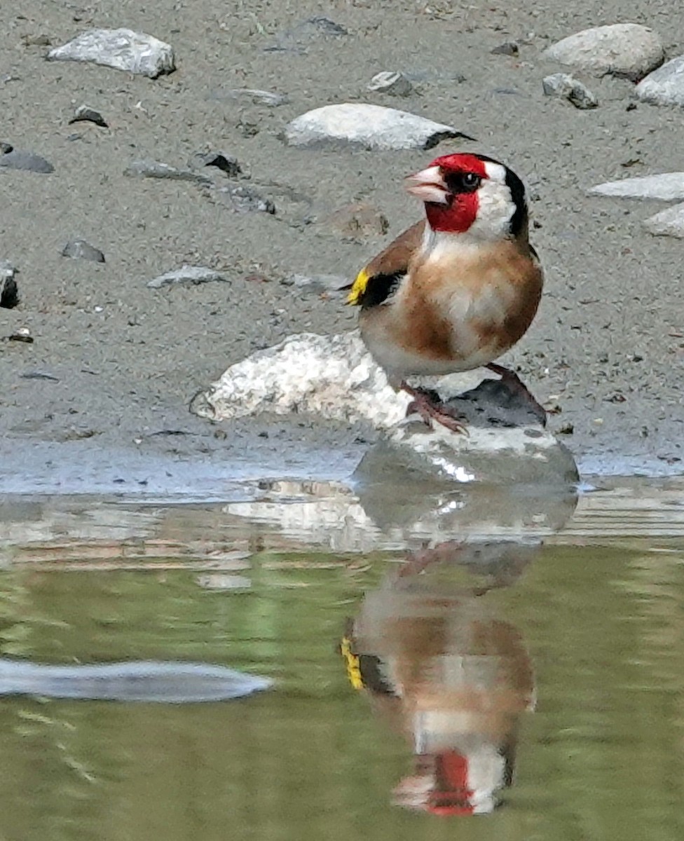 ゴシキヒワ - ML645487245