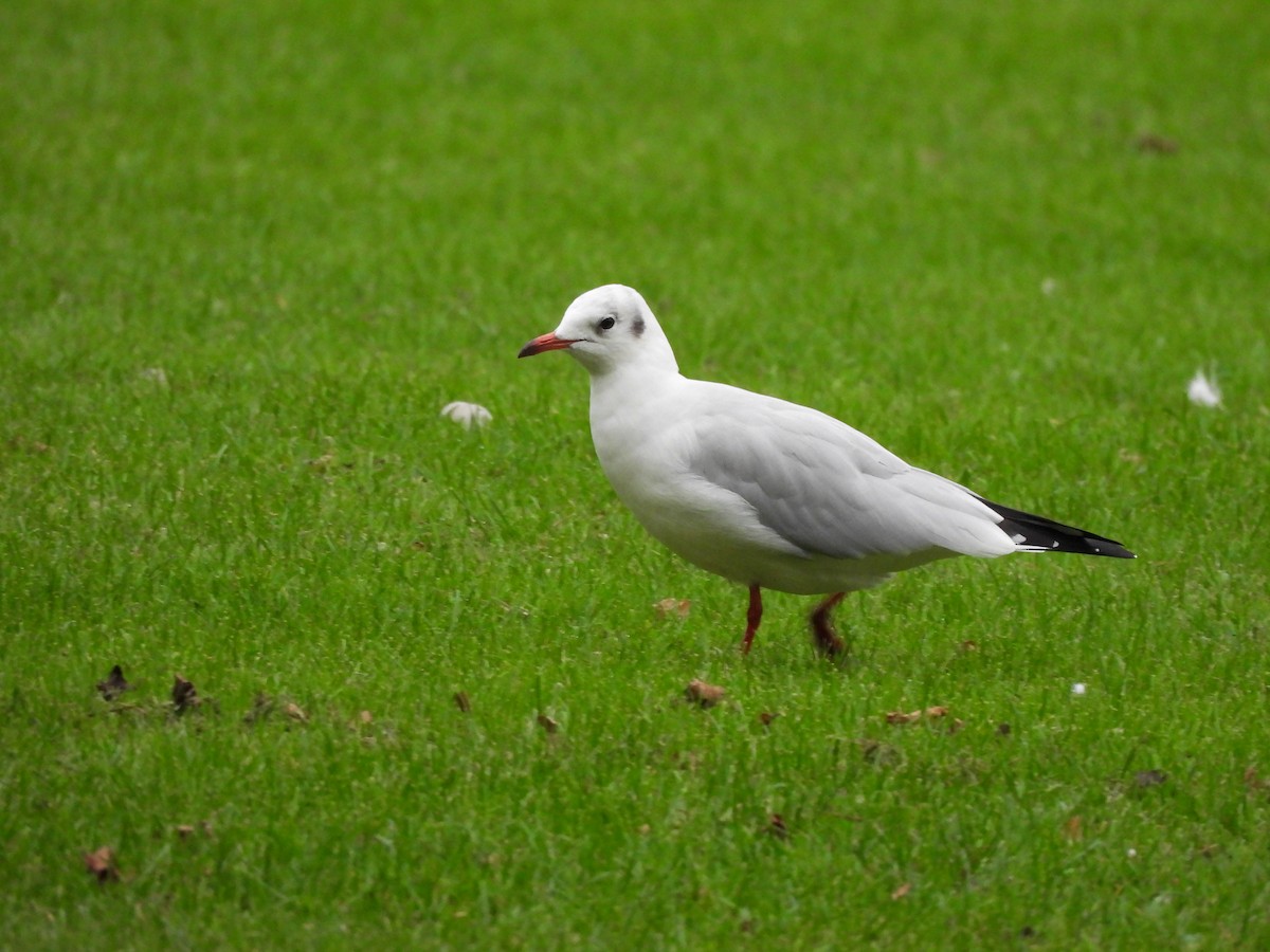 racek chechtavý - ML645487248