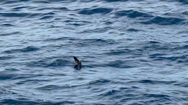 Океанник Вільсона - ML645487250