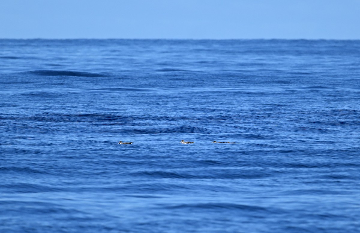 Cory's Shearwater - ML645487252