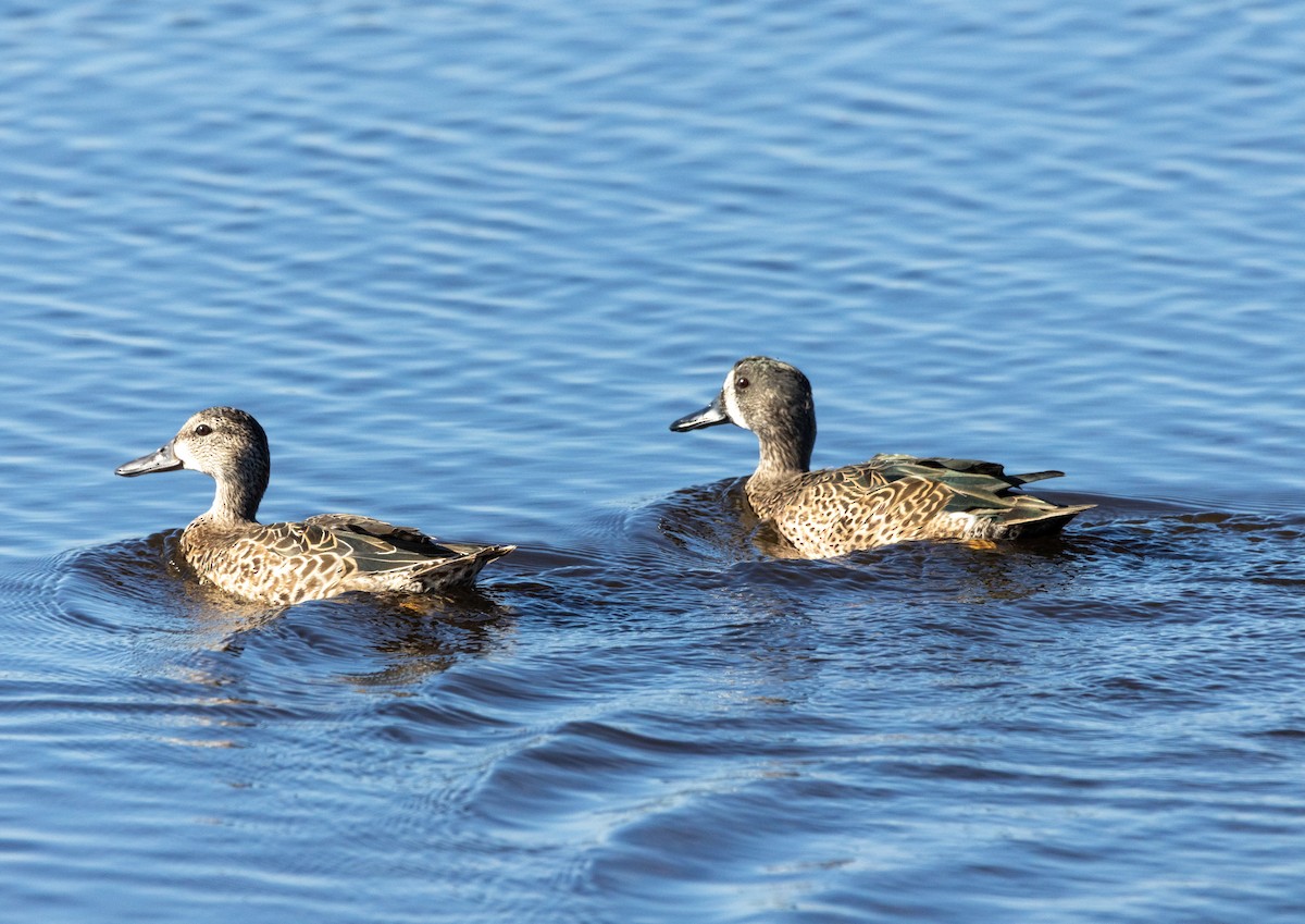 Zertzeta hegalurdina - ML645487254