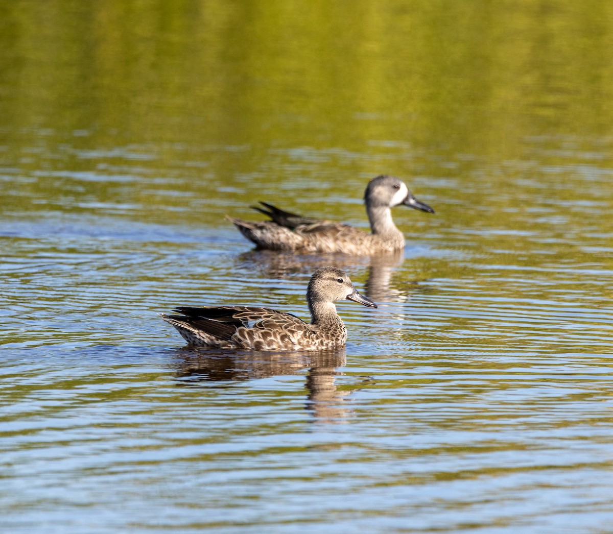 Zertzeta hegalurdina - ML645487255