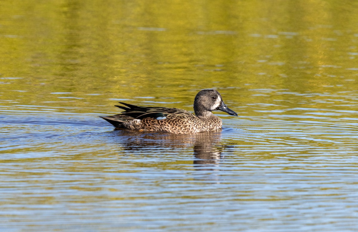 Zertzeta hegalurdina - ML645487256