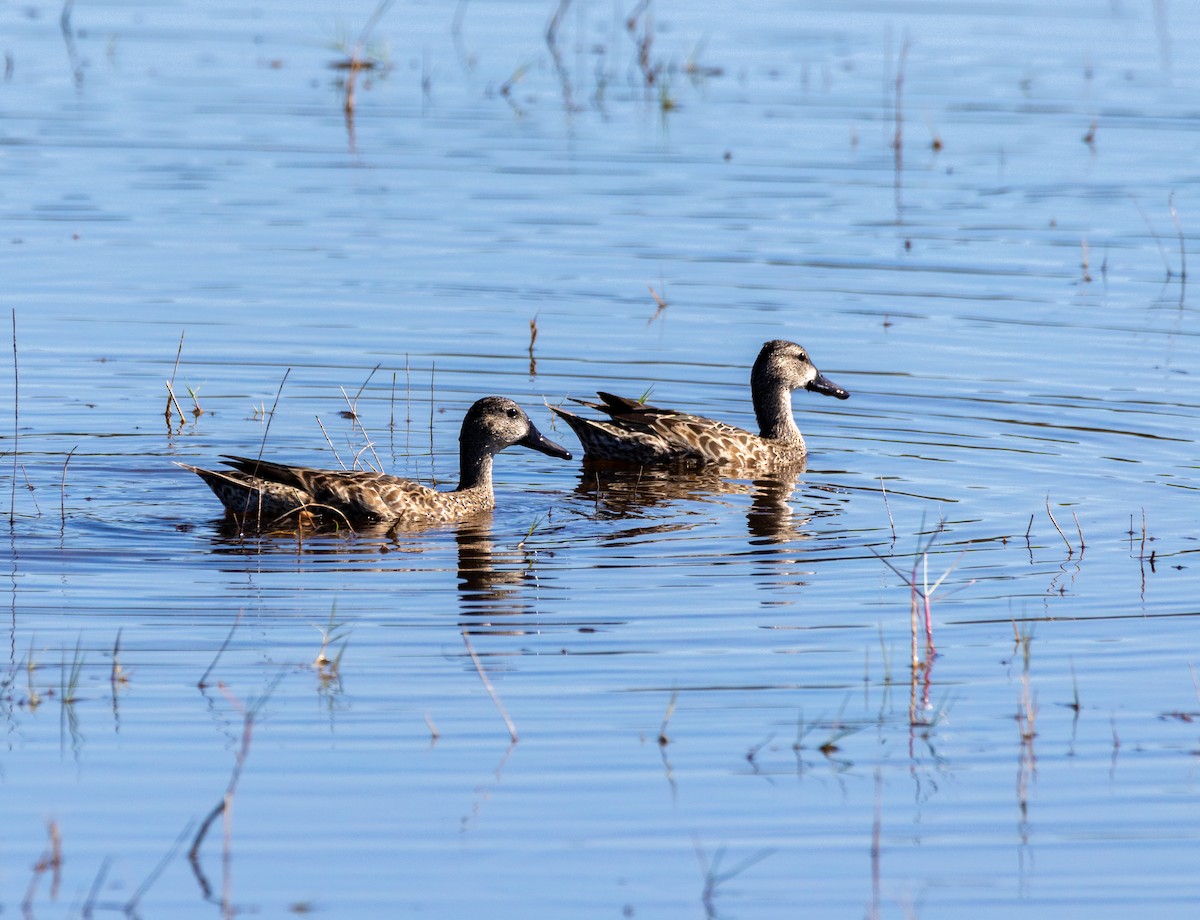 Zertzeta hegalurdina - ML645487258