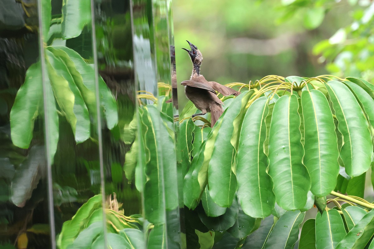 zoborožík přílbový (ssp. yorki) - ML645487265