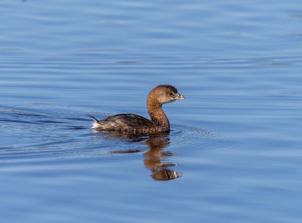 potápka americká - ML645487266