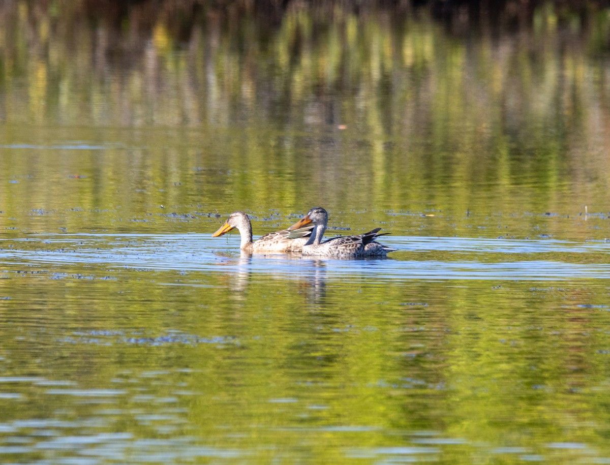 lžičák pestrý - ML645487267