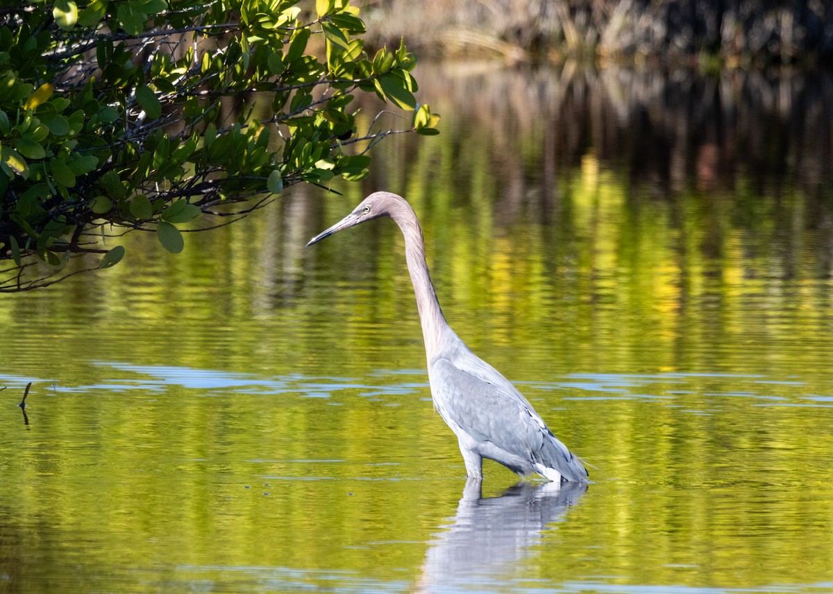 volavka červenavá - ML645487268