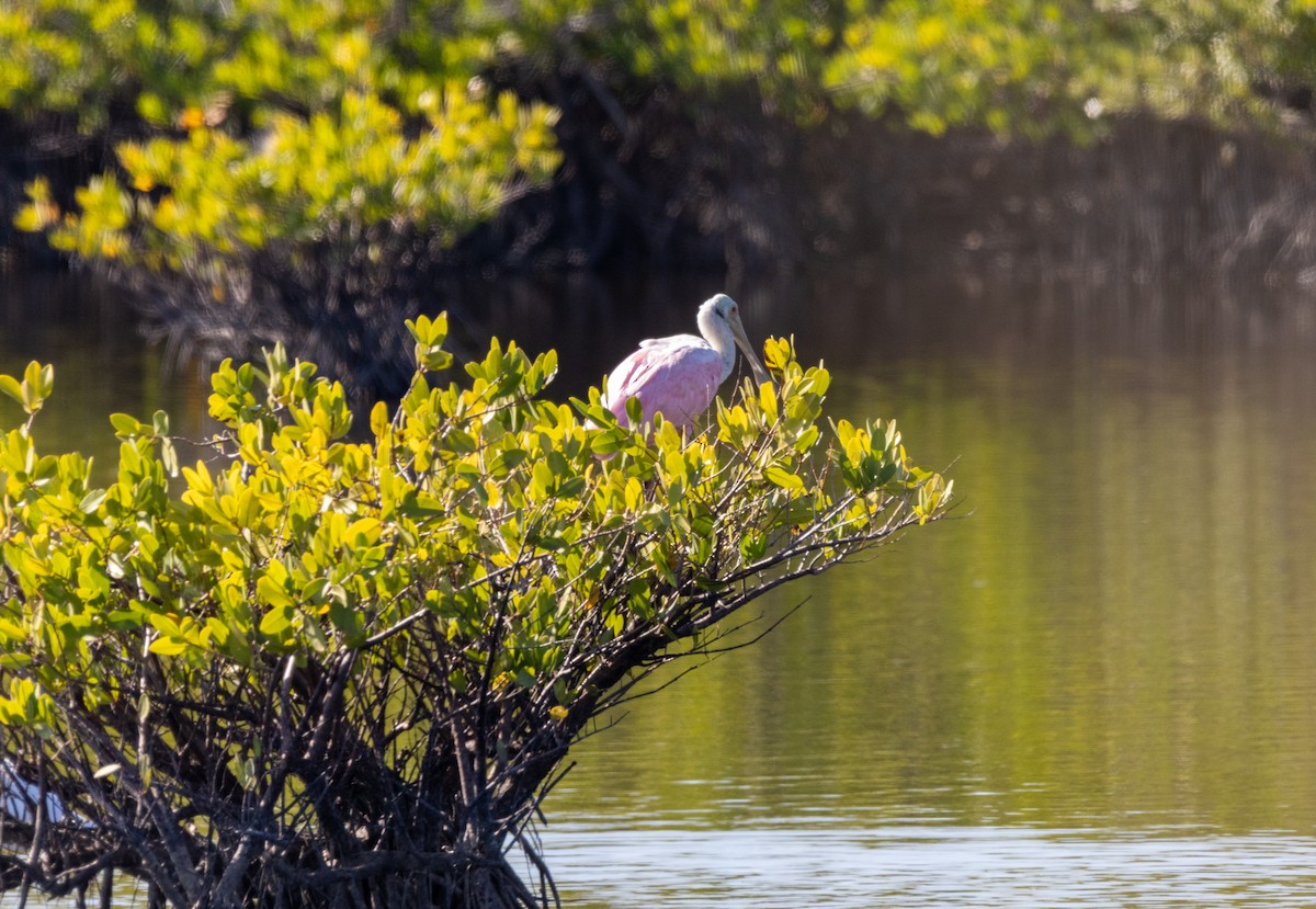 kolpík růžový - ML645487270