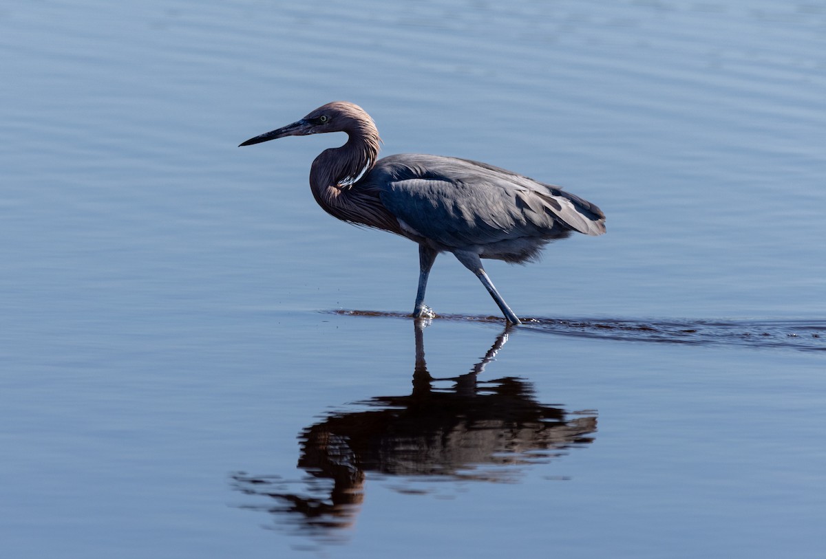 volavka červenavá - ML645487271