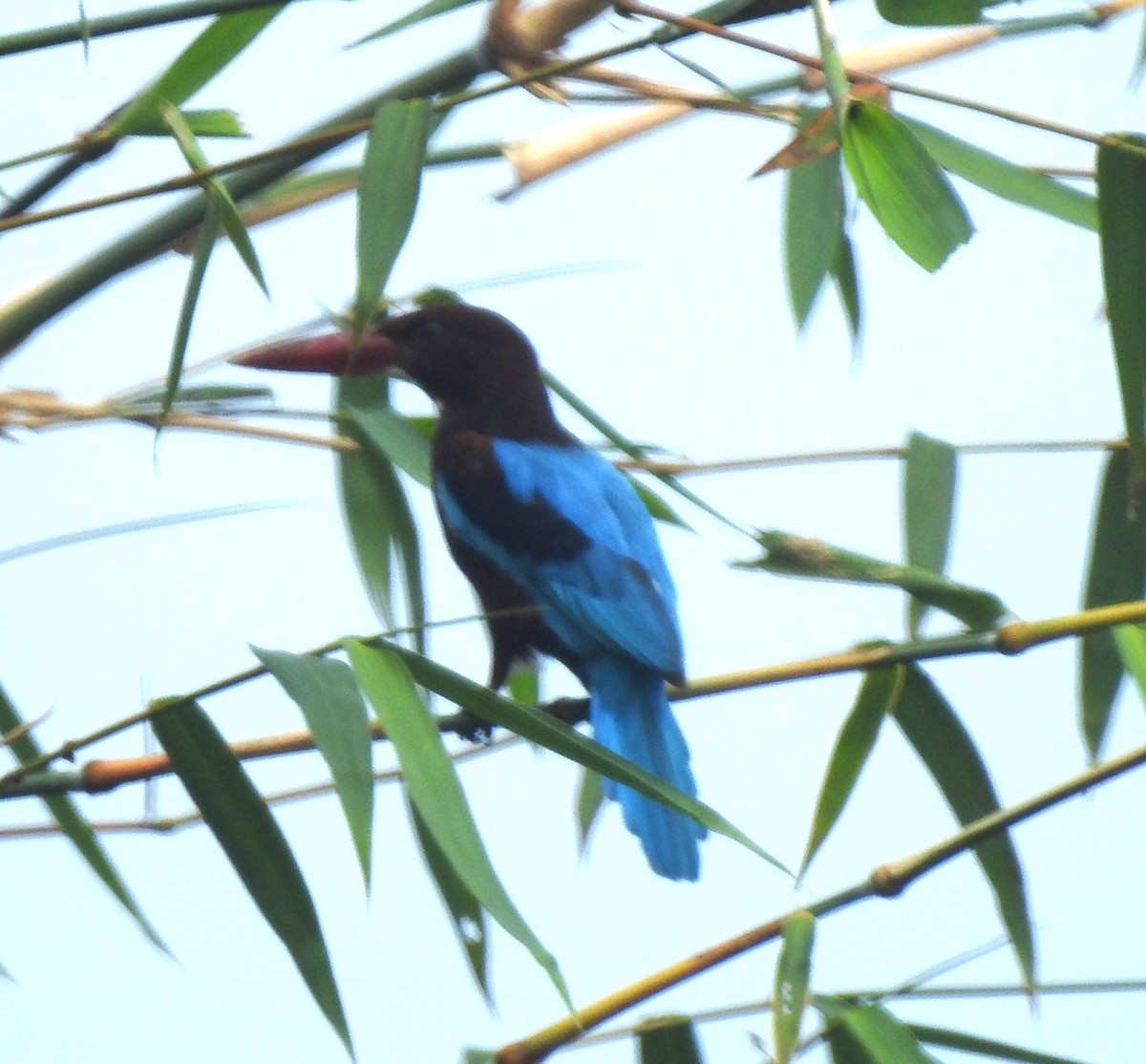 ledňáček hnědohlavý - ML645487272