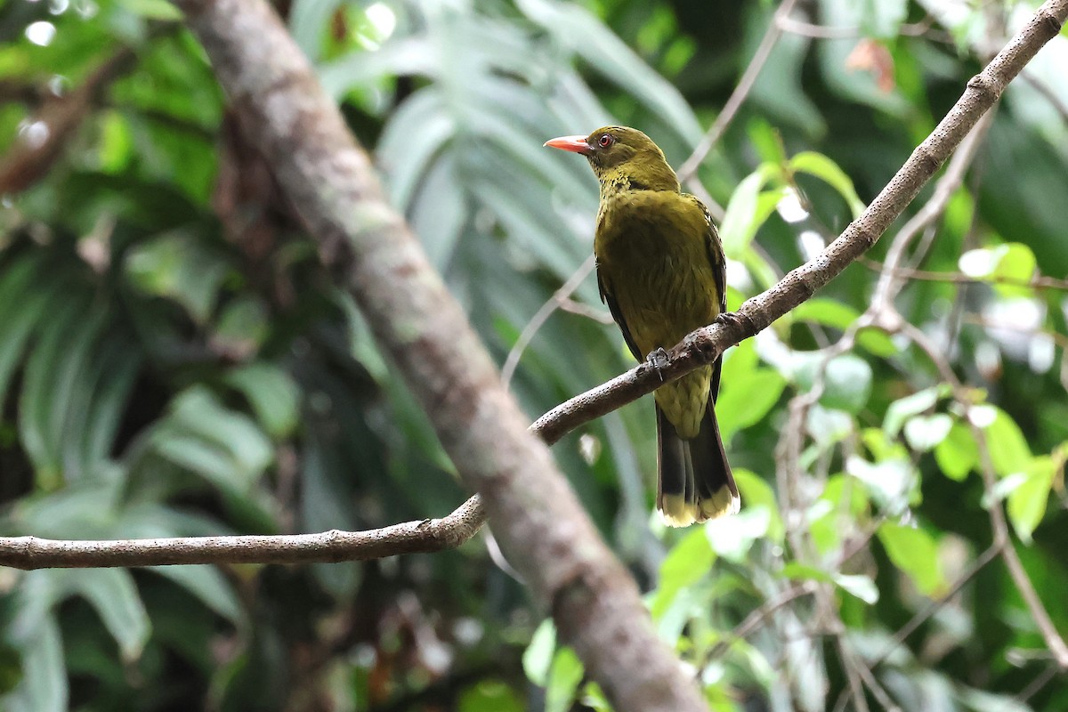 žluva žlutozelená - ML645487275