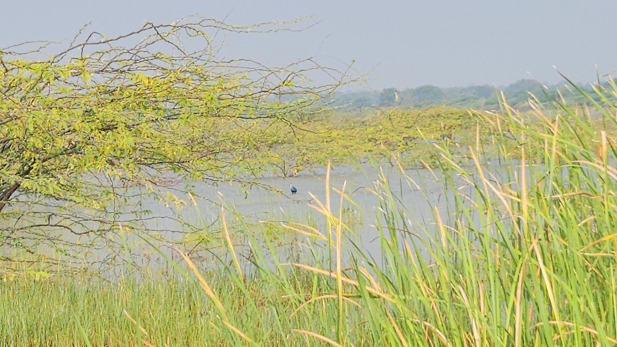 slípka šedohlavá - ML645487278