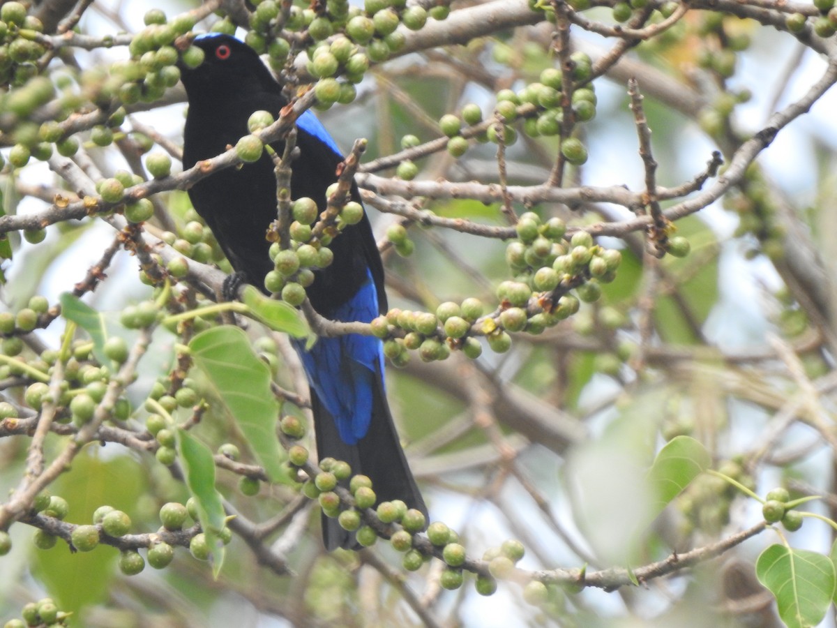 irena tyrkysová - ML645487279