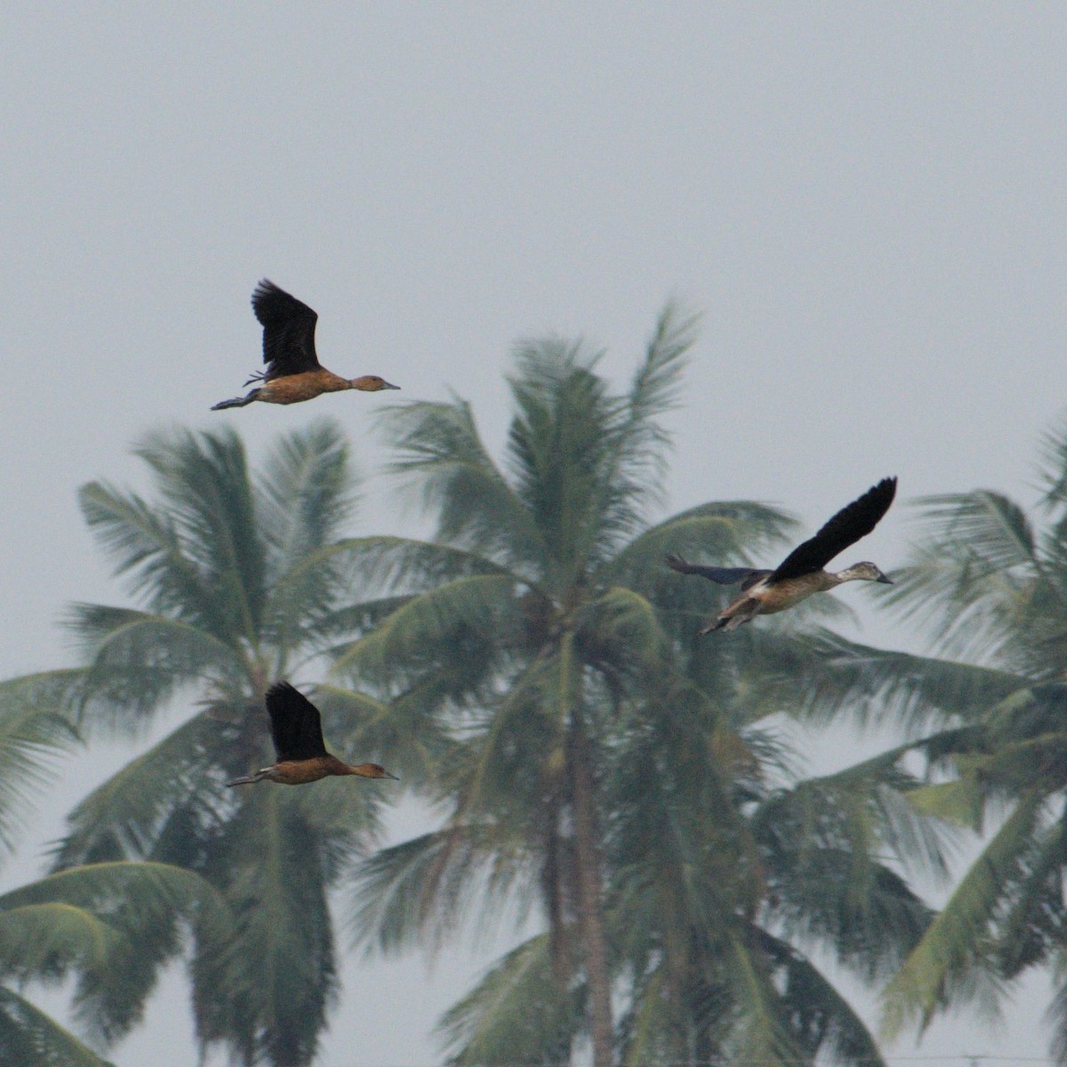 pižmovka hřebenatá - ML645487280