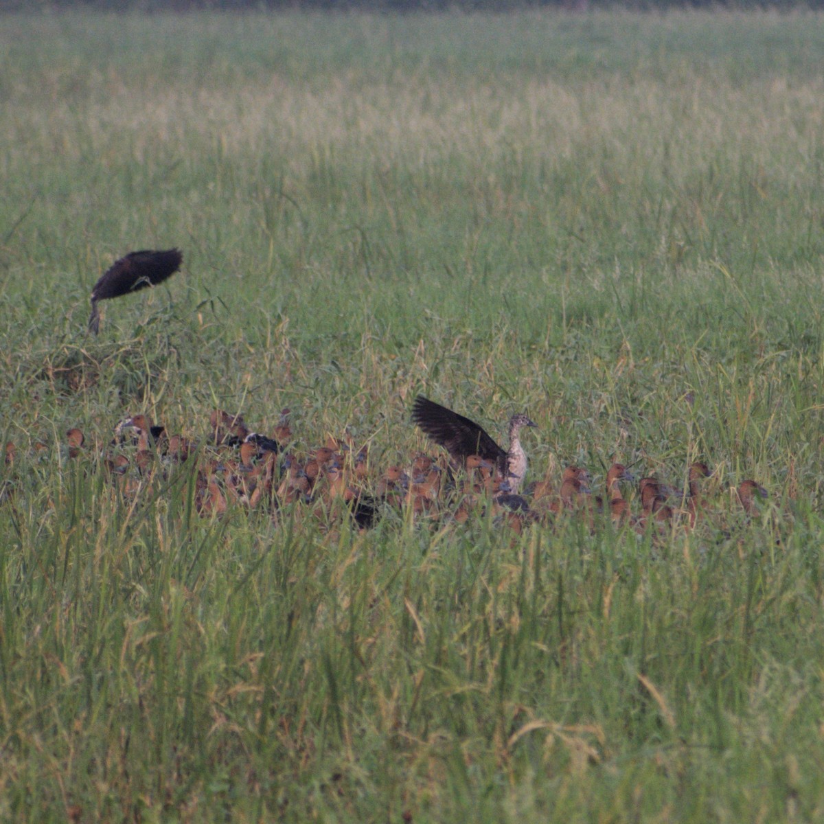 pižmovka hřebenatá - ML645487281