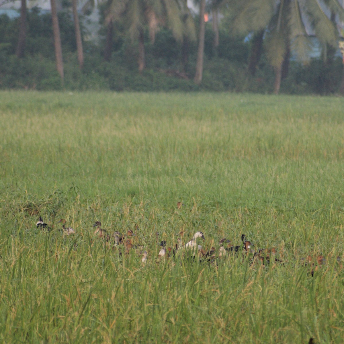 pižmovka hřebenatá - ML645487282