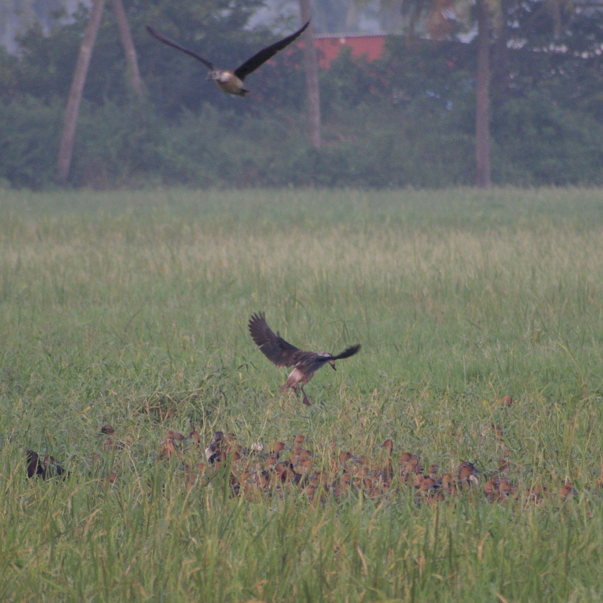 pižmovka hřebenatá - ML645487283