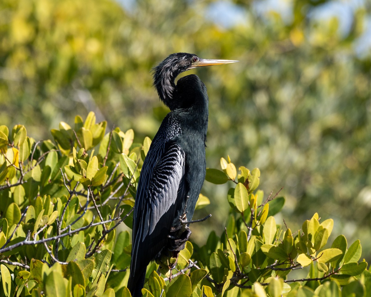anhinga americká - ML645487284